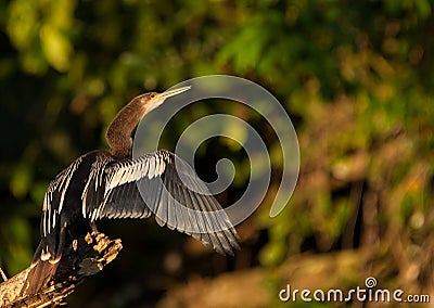 Anhinga drying itÂ´s plumage Stock Photo