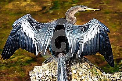 Anhinga Drying Wings Stock Photo