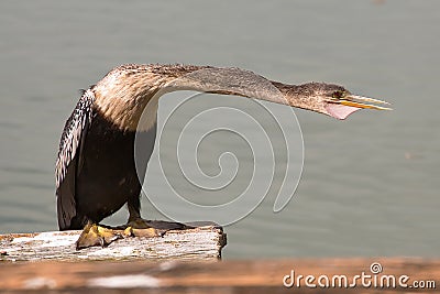 Anhinga Stock Photo