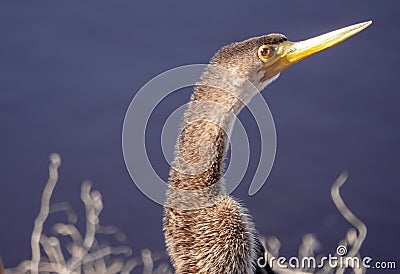 Anhinga Portrait Close up of Face Stock Photo