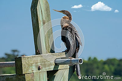 Anhinga Sitting on a Pole Stock Photo