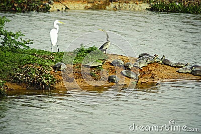Anhinga snakebird, great egret and many turtles Stock Photo