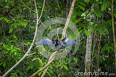 Anhinga or snakebird sittting over a branch, inside of the amazon rainforest in the Cuyabeno National Park in Ecuador Stock Photo