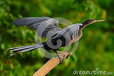 Anhinga, water bird in the river nature habitat. Water bird from Costa Rica. Anhinga in the water. Bird with log neck and bill. An Stock Photo