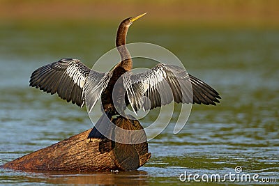 Anhinga, water bird in the river nature habitat. Water bird from Costa Rica. Heron in the water. Bird with log neck and bill. Anhi Stock Photo