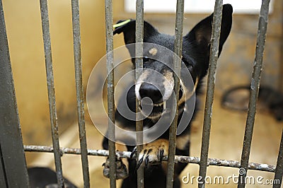 Aggressive stray dog snarling, barking behind bars in the aviary, Stock Photo