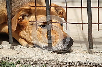 Animal abuse Stock Photo