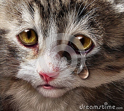 Animal Abuse Stock Photo