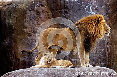 Animal - African Lion (Panthera leo krugeri) Stock Photo