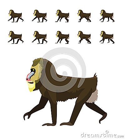 Animal Animation Primate Monkey Baboon Mandrill Moves Frame Sequence Cute Cartoon Vector Illustration Vector Illustration
