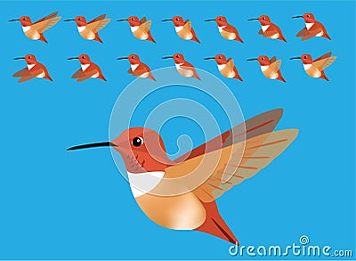 Animal Animation Sequence Bird Flying Rufous Hummingbird Cartoon Vector Vector Illustration