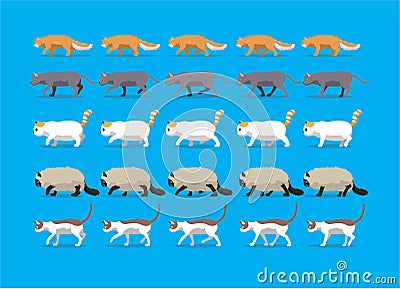 Animal Animation Sequence Cat Laperm Korat Exotic Shorthair Ragdoll Cornish Rex Cartoon Walking Vector Illustration