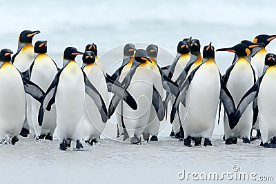 Animal from Antarctica. Group of king penguins coming back together from sea to beach with wave a blue sky, Volunteer Point, Falkl Stock Photo