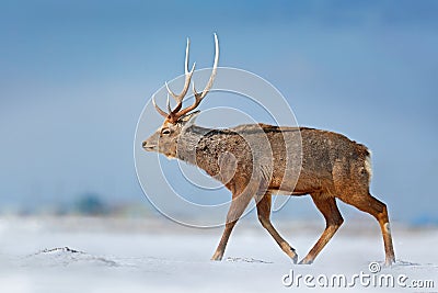 Animal with antler in the nature habitat, winter scene, Hokkaido, wildlife nature, Japan. Hokkaido sika deer, Cervus nippon yesoen Stock Photo