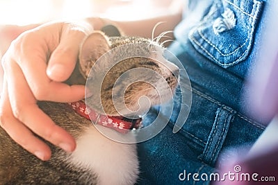 Animal background cat cute best friend on hug women girl and process soft focus tone Stock Photo