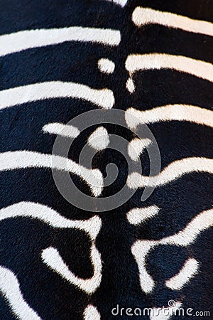 Animal backgrounds - Zebra backside Stock Photo