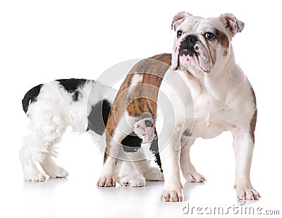 Animal behaviour Stock Photo