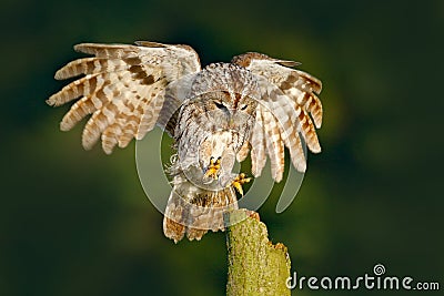 Animal behaviour, Sweden, Europe. Bird landing. Flying Eurasian Tawny Owl, Strix aluco, with nice green blurred forest in the back Stock Photo