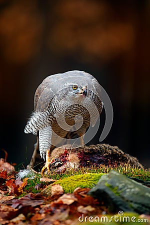 Animal behaviour, wildlife scene from nature. Goshawk in the orange vegetation.Goshawk, Accipiter gentilis, feeding on killed hare Stock Photo