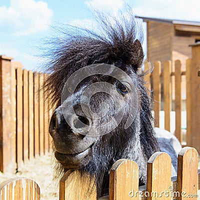 Animal black pony Stock Photo