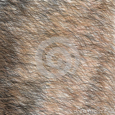 Animal Brown and Black Fur Texture. Short Hair. Stock Photo