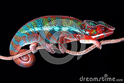 Animal bull chameleon chameleons colorful exotic male panther pet pets reptile reptiles Stock Photo