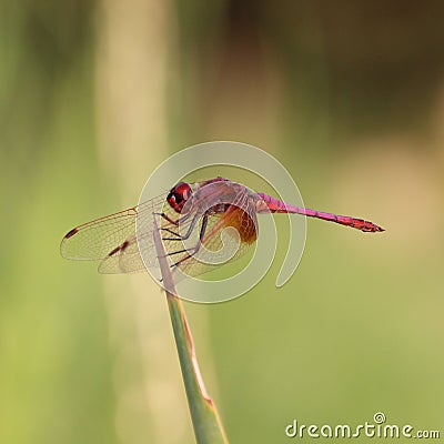 Animal Stock Photo