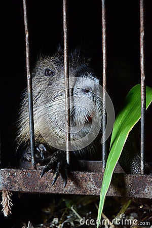 animal Stock Photo