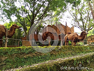 Animal camel in zoo Stock Photo