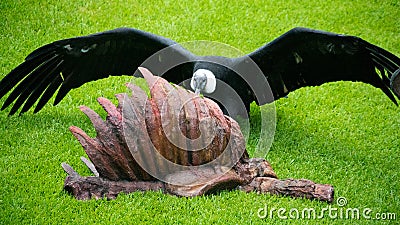 Animal carcass Stock Photo