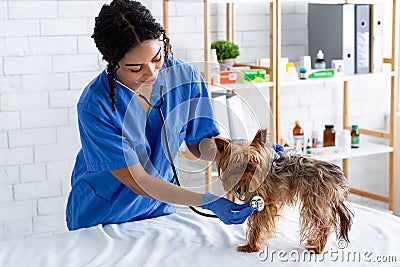 Animal cardiology. African American veterinarian doc checking little dog`s heart rate with stethoscope in clinic Stock Photo