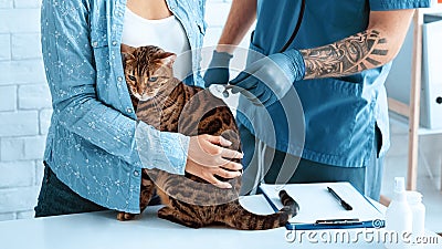 Animal cardiology. Veterinarian doctor listening to cat`s heartbeat at hospital, close up Stock Photo