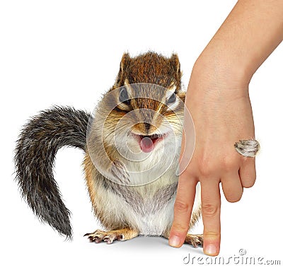 Animal care concept, squirrel hugs human hand Stock Photo