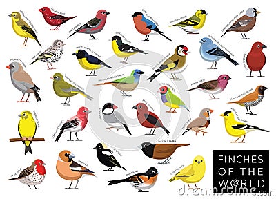 Finches of the World Set Cartoon Vector Character Vector Illustration