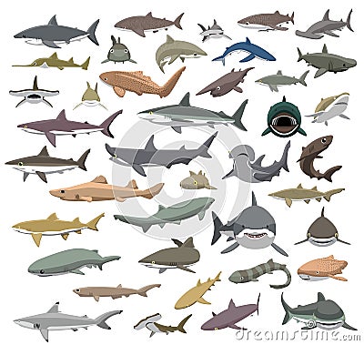 Many Sharks Species of the World Cute Cartoon Vector Vector Illustration
