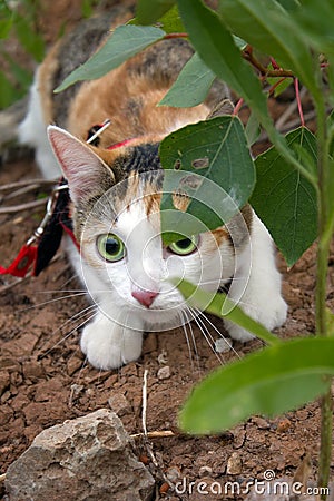 Animal cat Stock Photo