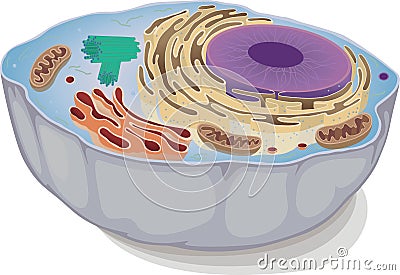 Animal cell Cartoon Illustration