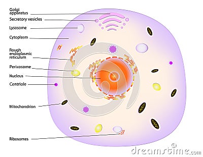 Animal cell Vector Illustration