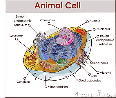 Animal Cell Anatomy Diagram Structure with all parts nucleus smooth rough endoplasmic reticulum cytoplasm golgi apparatus Vector Illustration