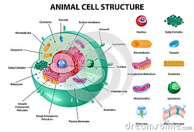 Animal Cell Anatomy Vector Illustration