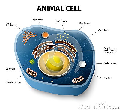 Animal cell cut-away Vector Illustration
