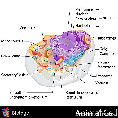 Animal Cell Cartoon Illustration