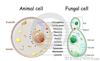 Animal cell and fungal yeast cell structure Vector Illustration