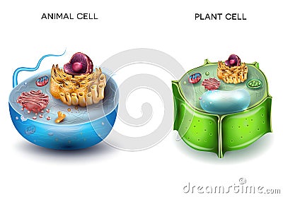 Animal Cell and Plant Cell Vector Illustration