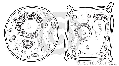 Animal Cell and Plant Cell Line Stock Photo