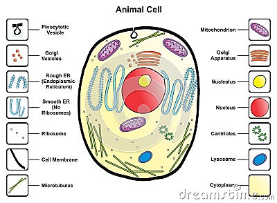 Animal cell structure anatomy infographic diagram Vector Illustration