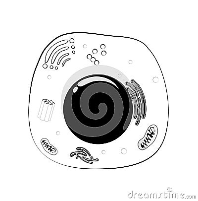 Animal cell structure. black and white Vector Vector Illustration