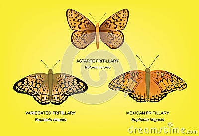 Butterfly Fritillary Set Vector Illustration Vector Illustration