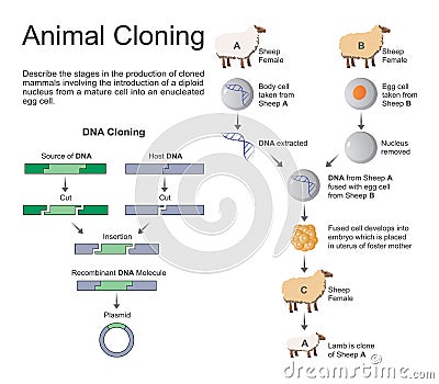 Animal cloning. Stock Photo
