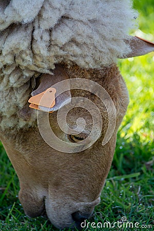 Animal collection, young and old sheeps grazing on green meadows on Haspengouw, Belgium in spring Stock Photo